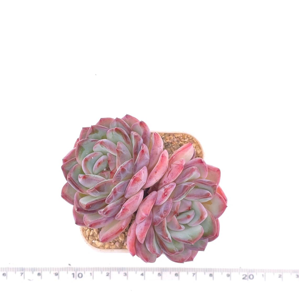 Echeveria ‘Lip Gloss | 唇彩 thumbnail 4