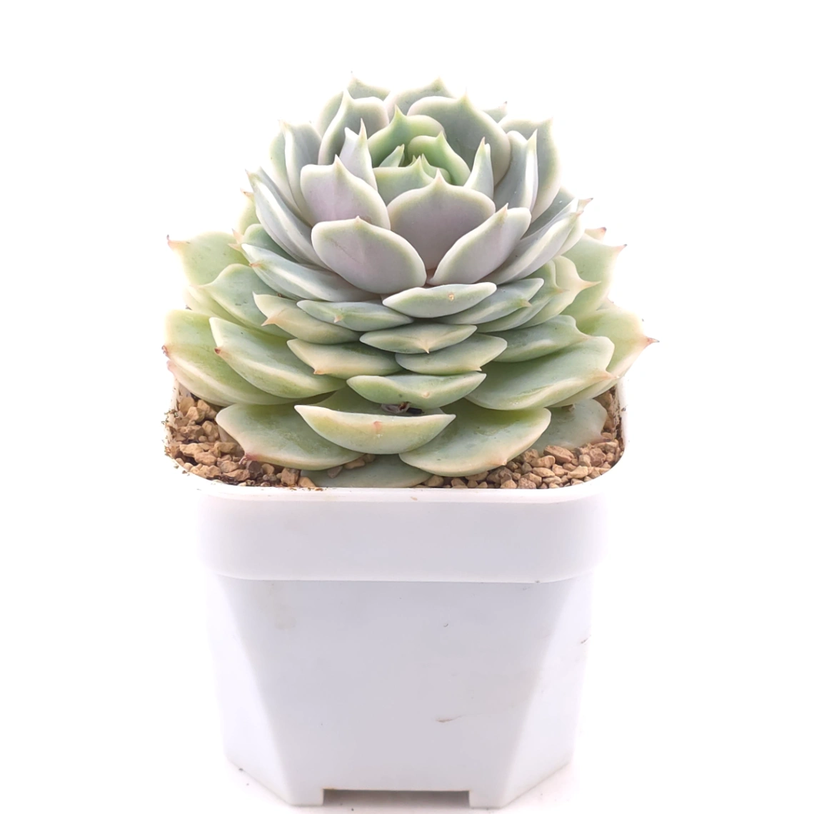Echeveria ‘Lola’ | 露娜蓮 thumbnail 2