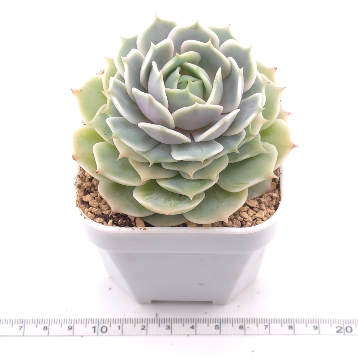 Echeveria ‘Lola’ | 露娜蓮 thumbnail 3