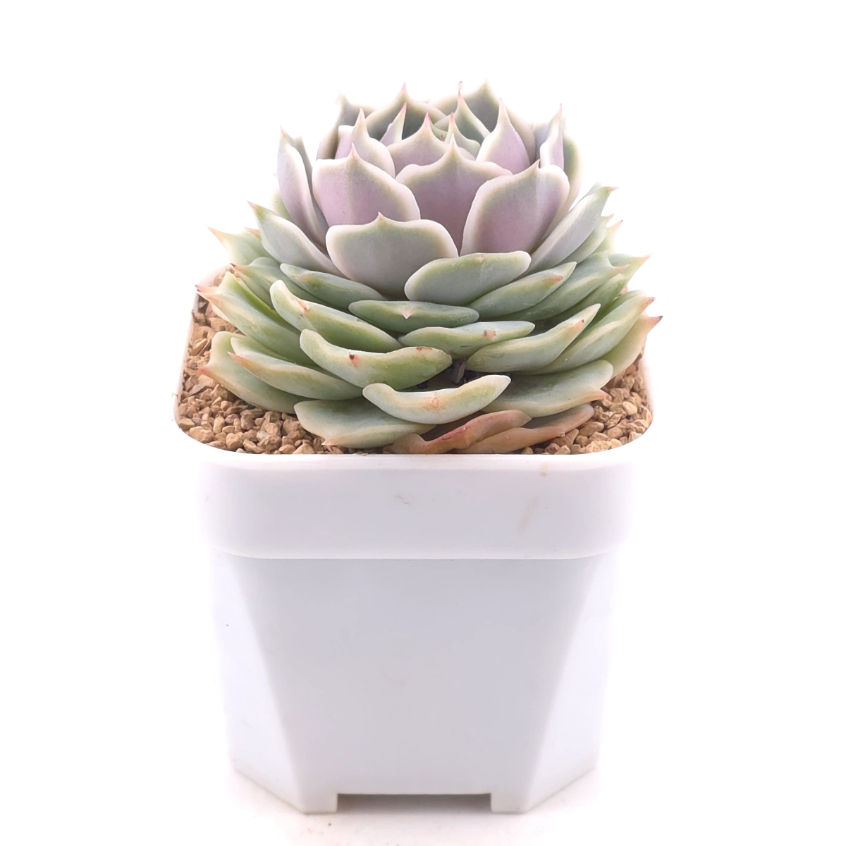 Echeveria ‘Lola’ | 露娜蓮 thumbnail 2