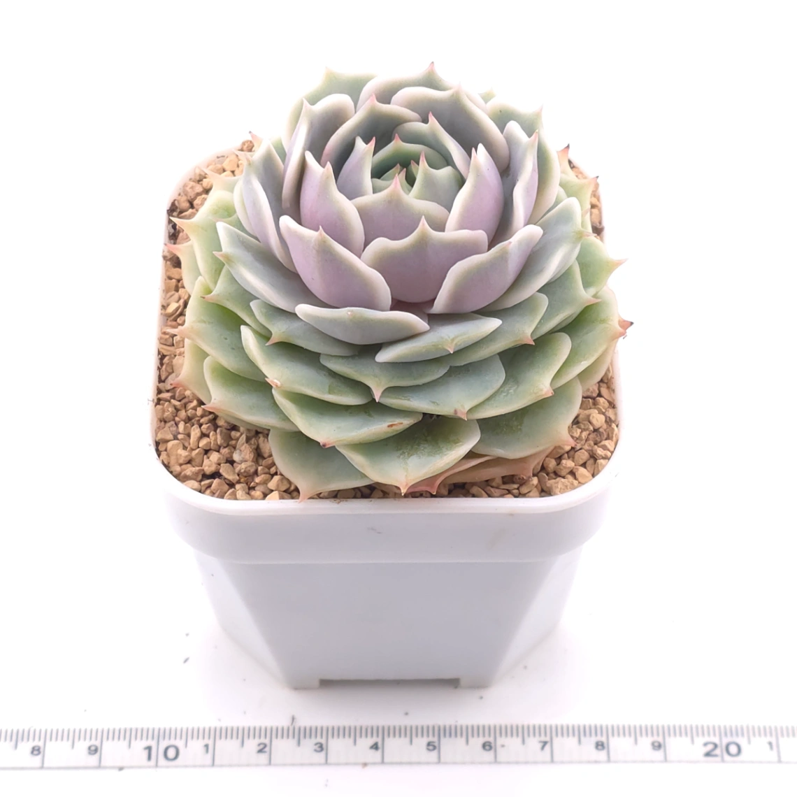 Echeveria ‘Lola’ | 露娜蓮 thumbnail 3