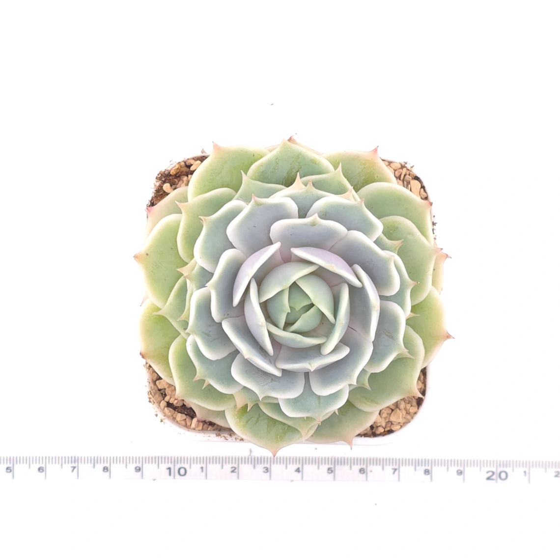 Echeveria ‘Lola’ | 露娜蓮 thumbnail 4