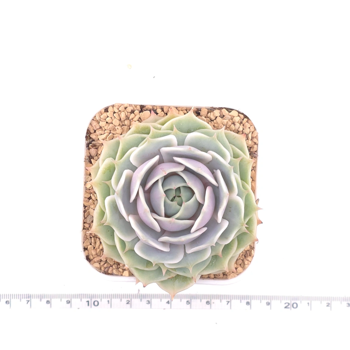Echeveria ‘Lola’ | 露娜蓮 thumbnail 4