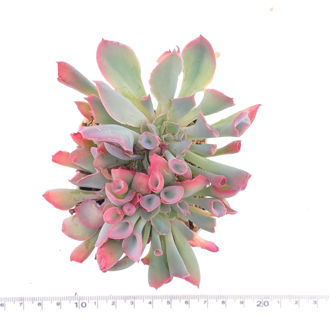 Echeveria ‘Magic Flute’ / ‘Trumpet Pinky’ | 魔笛 thumbnail 4