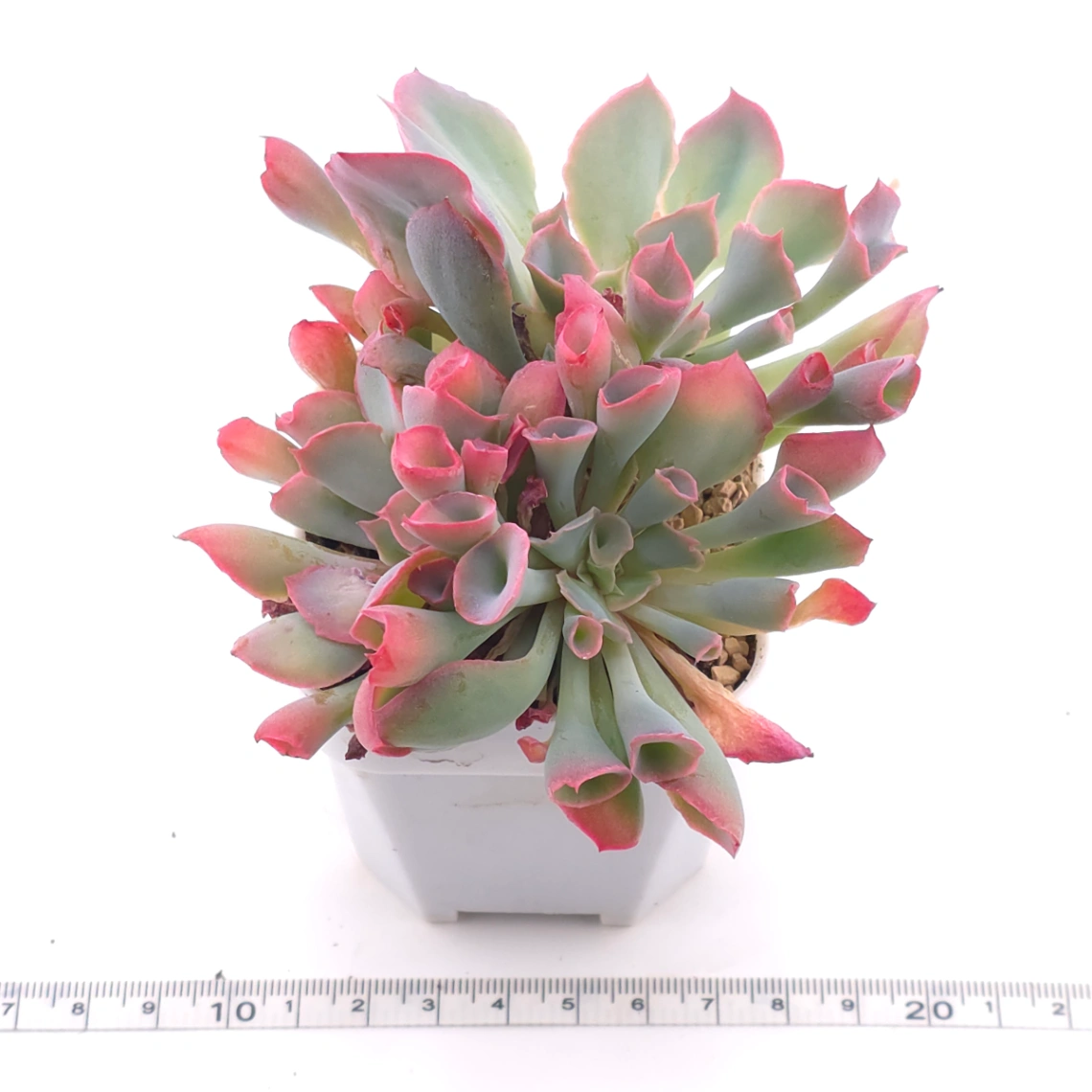Echeveria ‘Magic Flute’ / ‘Trumpet Pinky’ | 魔笛 thumbnail 3