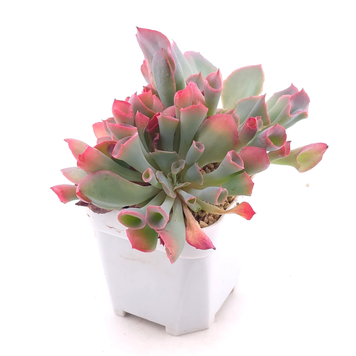 Echeveria ‘Magic Flute’ / ‘Trumpet Pinky’ | 魔笛 thumbnail 2