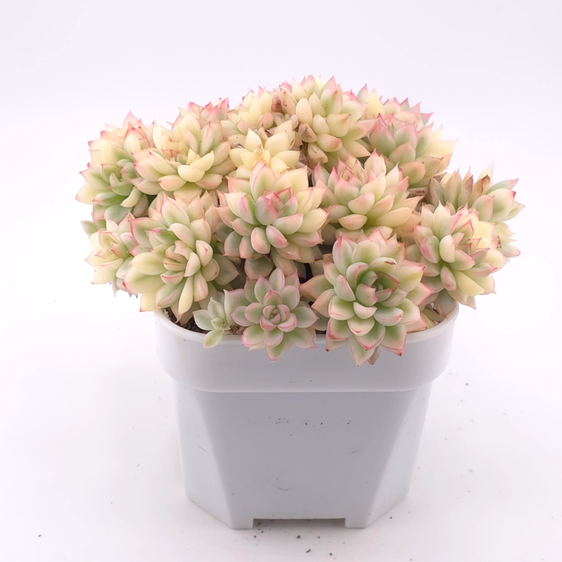 Echeveria ‘Mebina’ variegated clustering | 女雛錦群 thumbnail 2