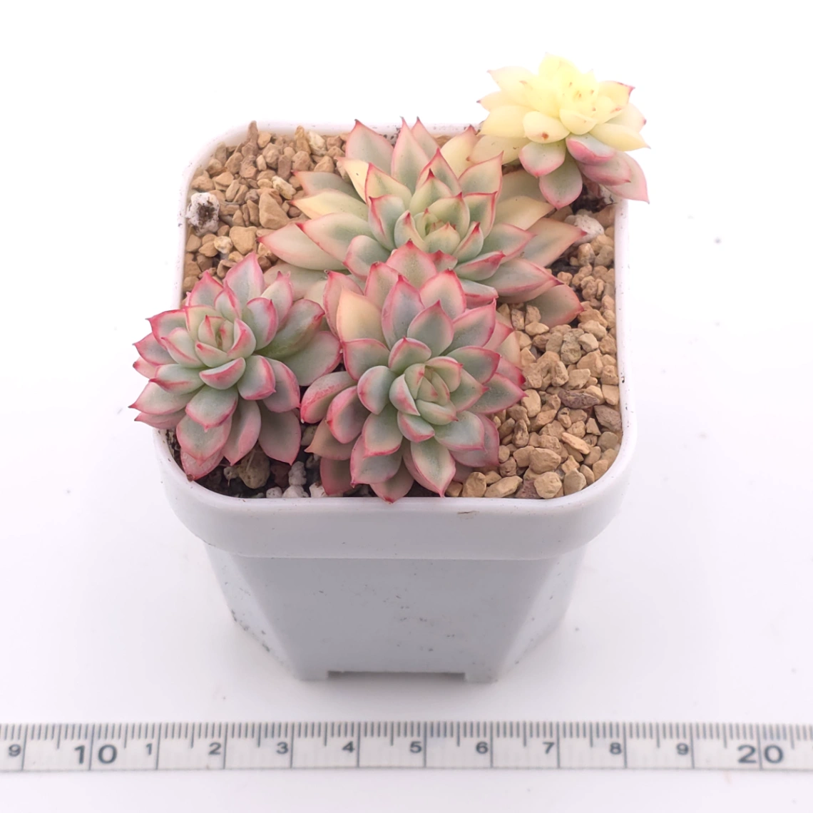 Echeveria ‘Mebina’ variegated clustering | 女雛錦群 thumbnail 3