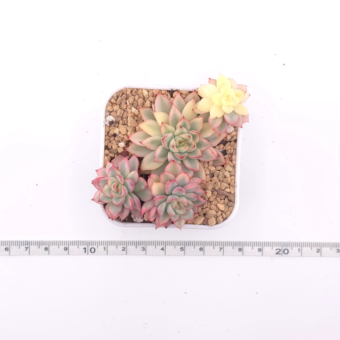 Echeveria ‘Mebina’ variegated clustering | 女雛錦群 thumbnail 4