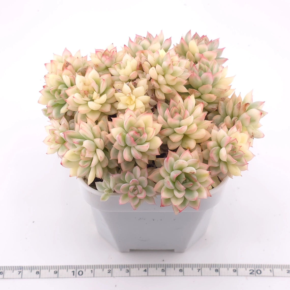 Echeveria ‘Mebina’ variegated clustering | 女雛錦群 thumbnail 3