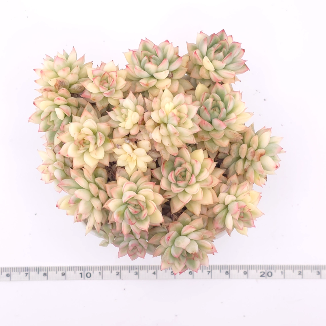 Echeveria ‘Mebina’ variegated clustering | 女雛錦群 thumbnail 4
