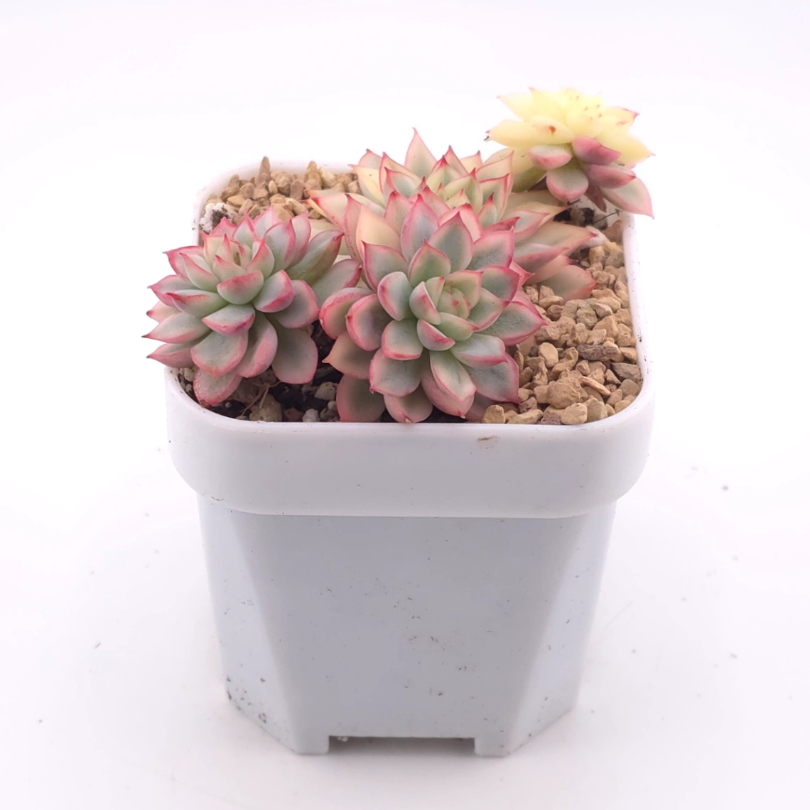 Echeveria ‘Mebina’ variegated clustering | 女雛錦群 thumbnail 2