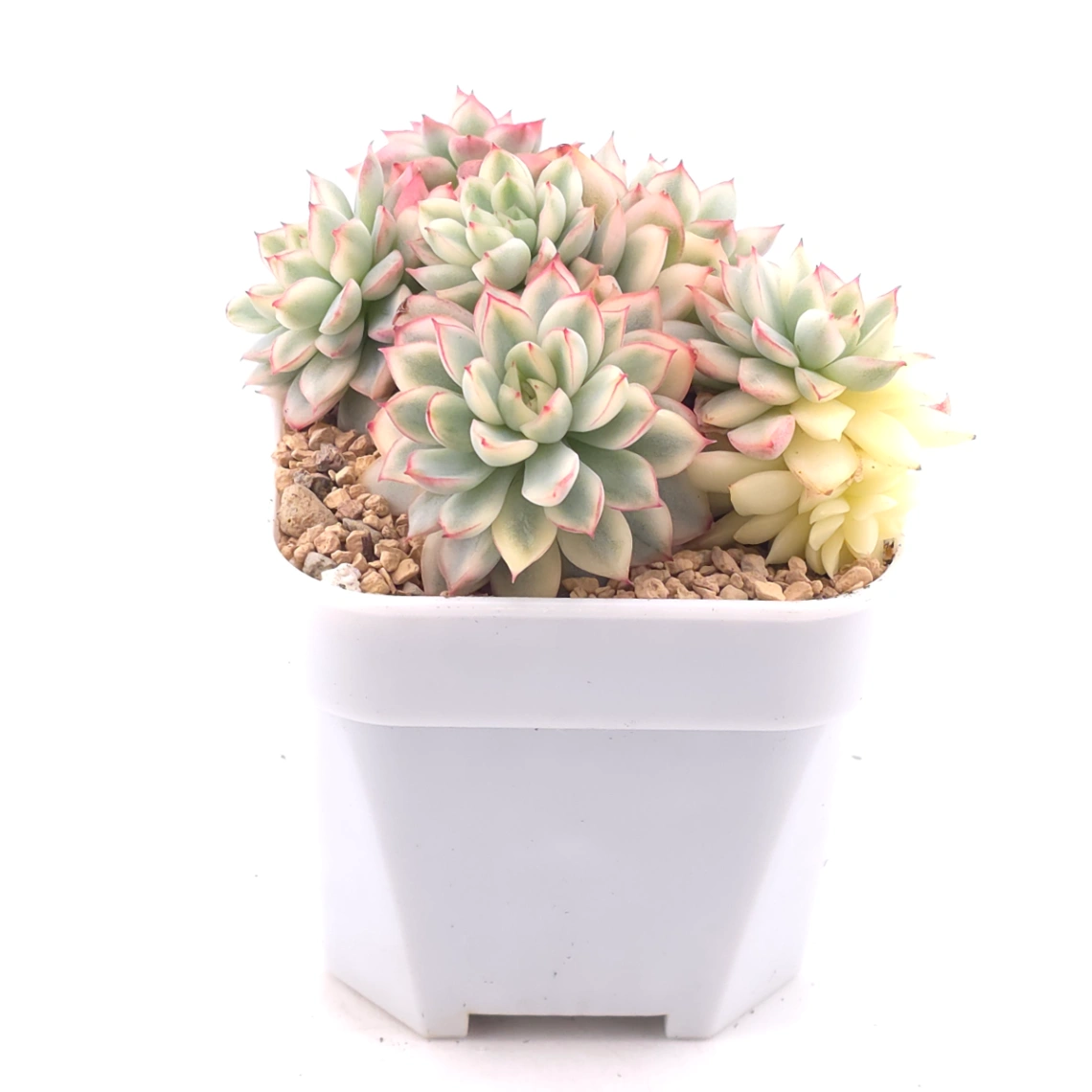 Echeveria ‘Mebina’ variegated clustering | 女雛錦群 thumbnail 2