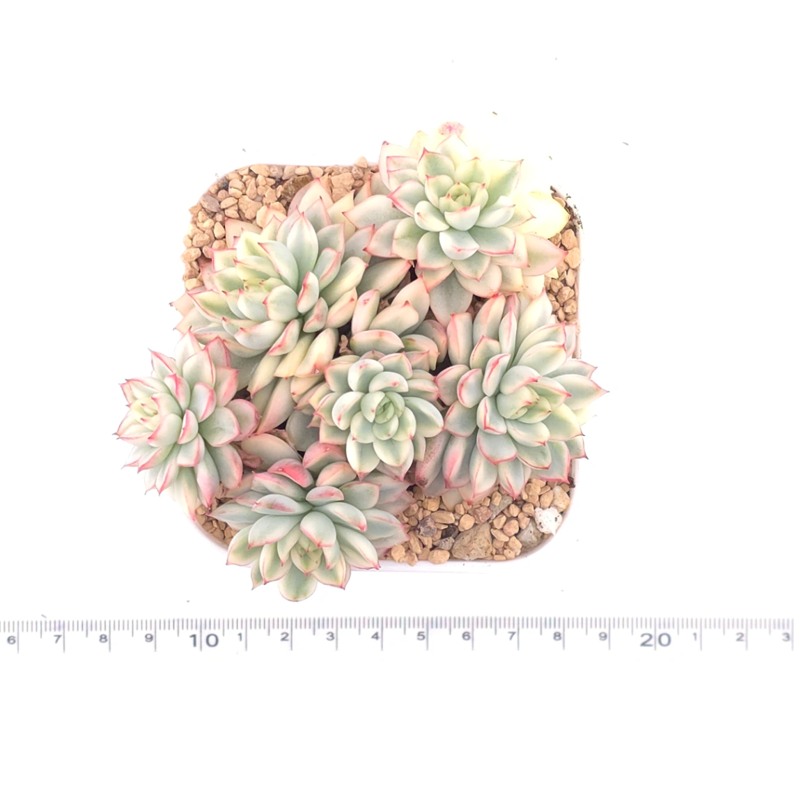 Echeveria ‘Mebina’ variegated clustering | 女雛錦群 thumbnail 4