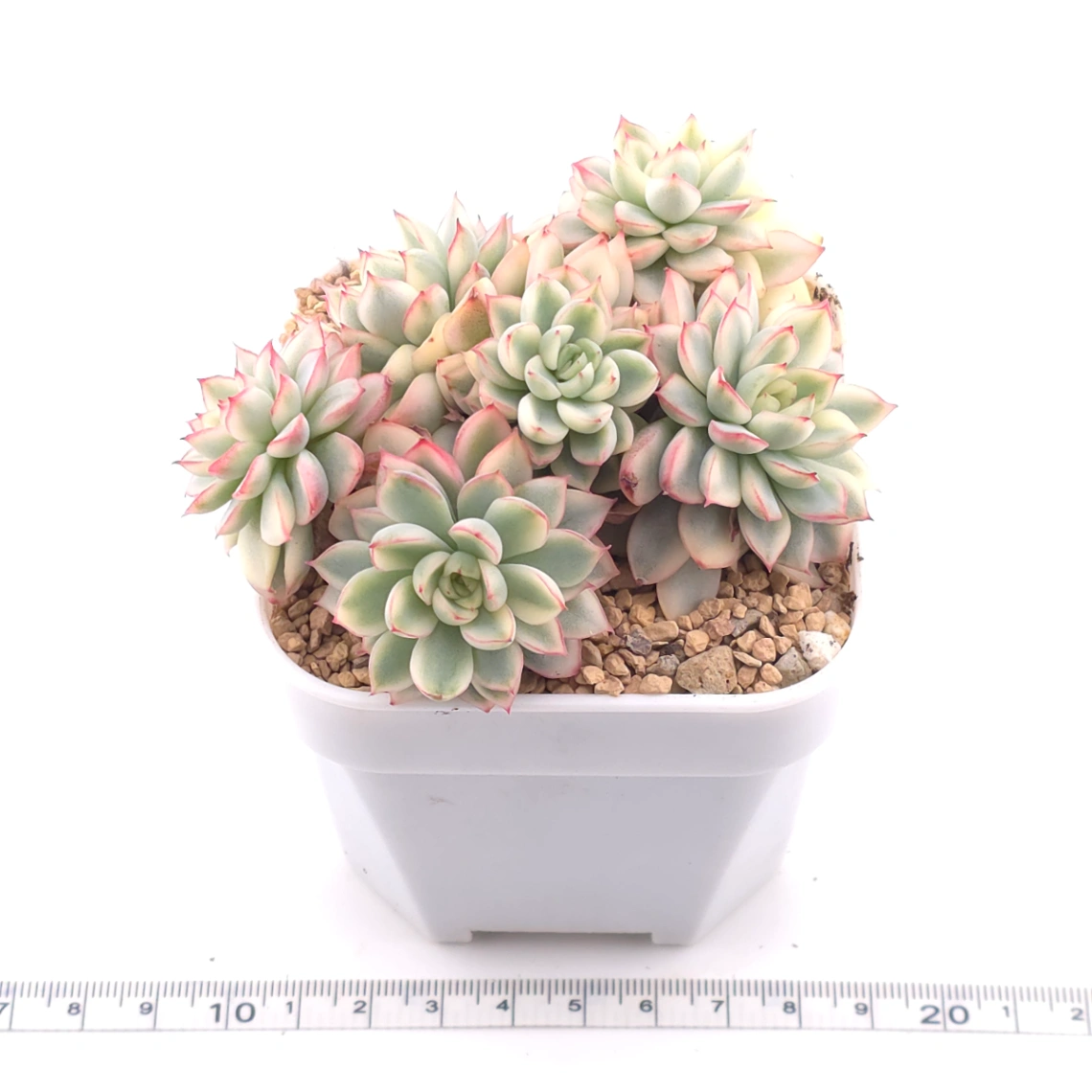 Echeveria ‘Mebina’ variegated clustering | 女雛錦群 thumbnail 3