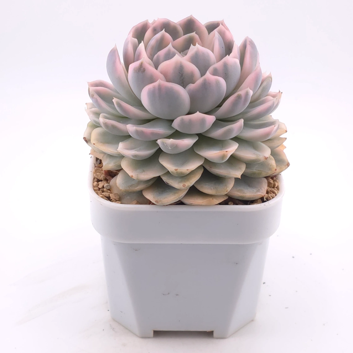 Echeveria ‘Mexican Snowball’ variegated | 墨西哥雪球錦 thumbnail 2