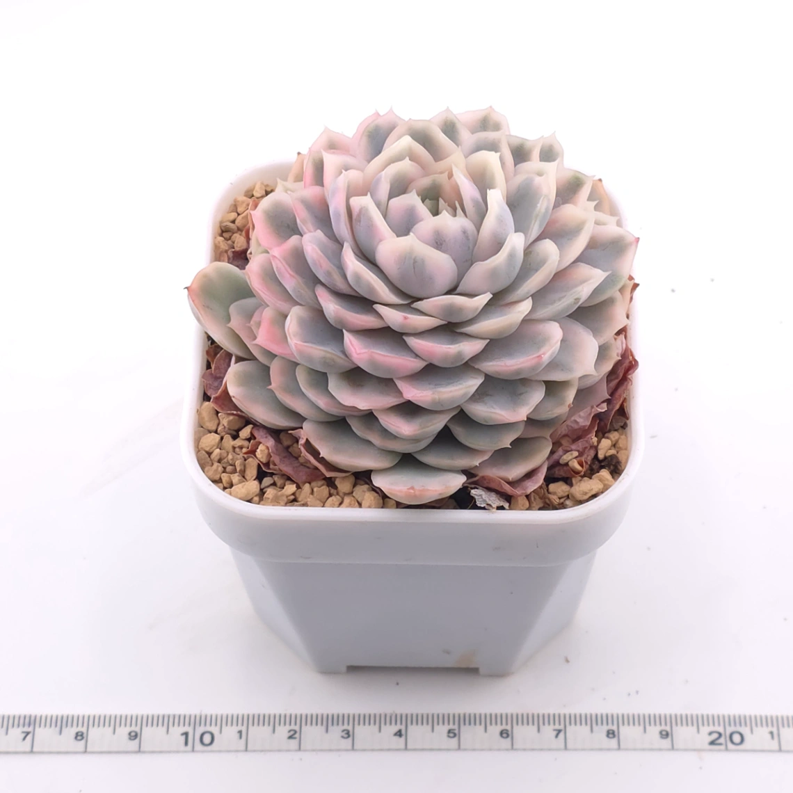 Echeveria ‘Mexican Snowball’ variegated | 墨西哥雪球錦 thumbnail 3