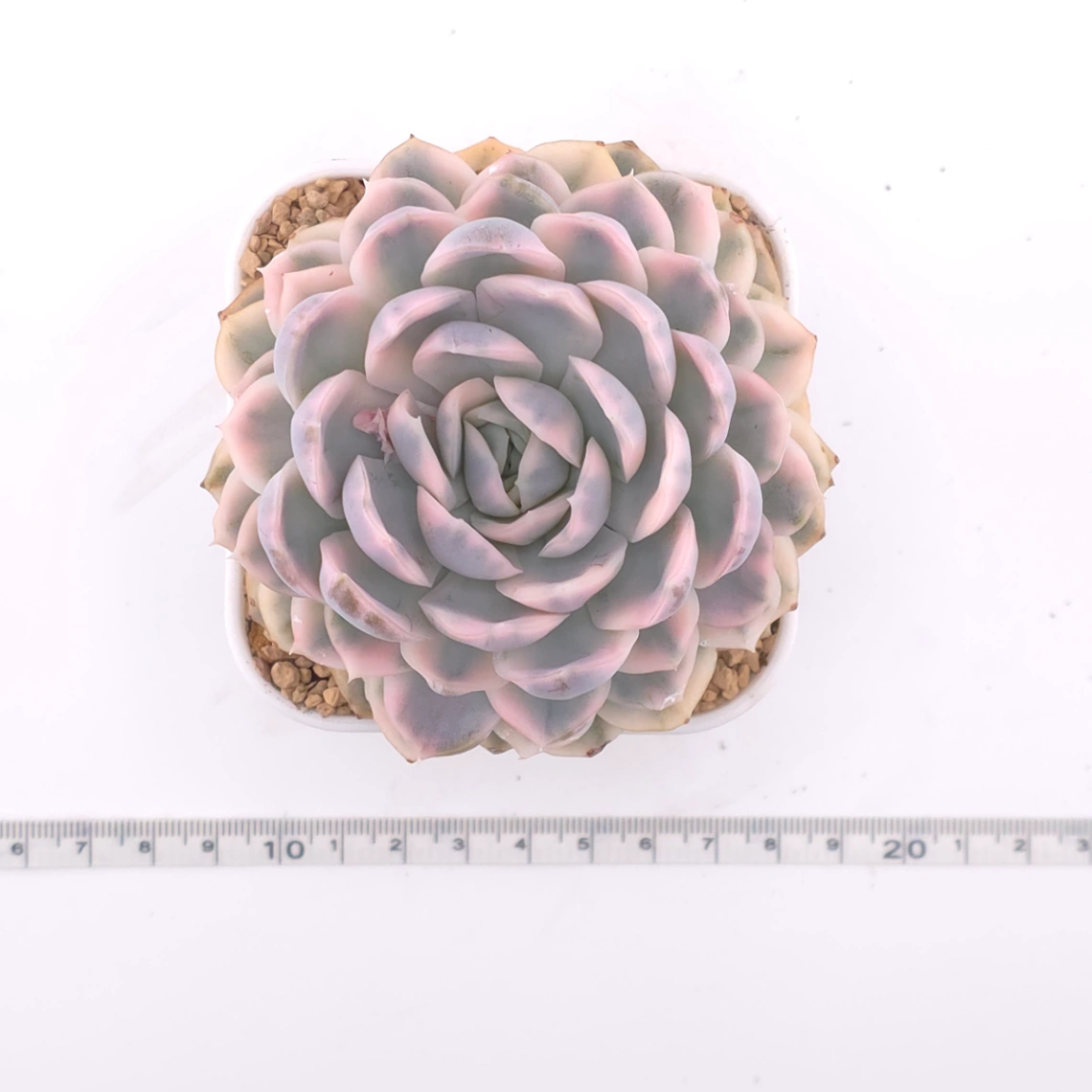 Echeveria ‘Mexican Snowball’ variegated | 墨西哥雪球錦 thumbnail 4