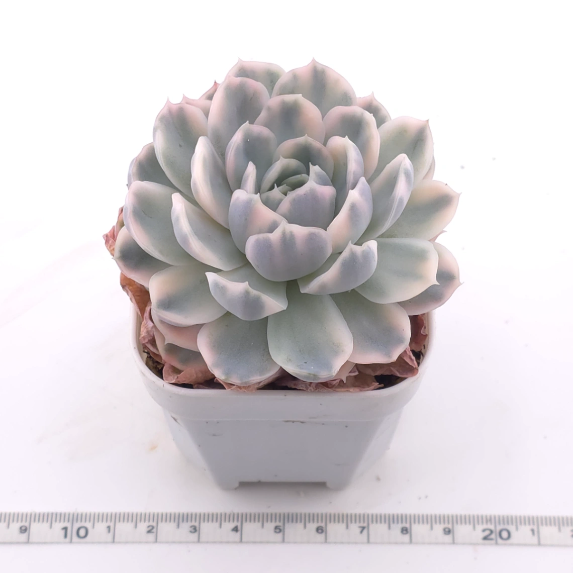Echeveria ‘Mexican Snowball’ variegated | 墨西哥雪球錦 thumbnail 3