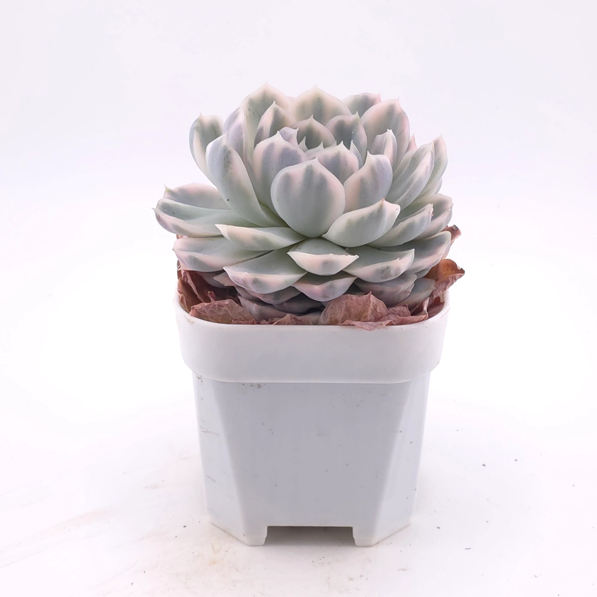 Echeveria ‘Mexican Snowball’ variegated | 墨西哥雪球錦 thumbnail 2