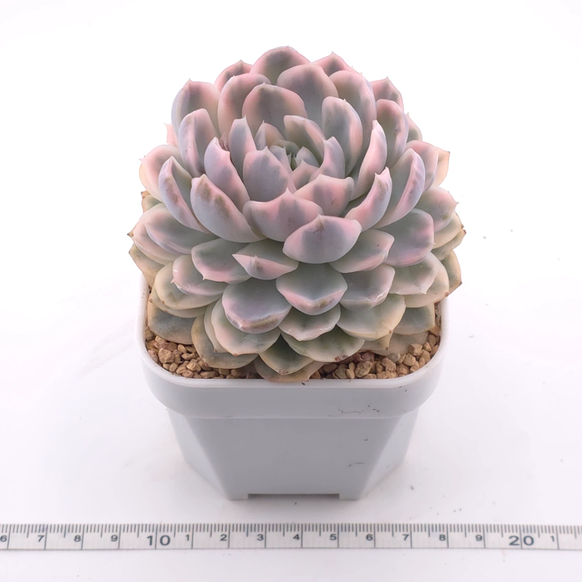 Echeveria ‘Mexican Snowball’ variegated | 墨西哥雪球錦 thumbnail 3