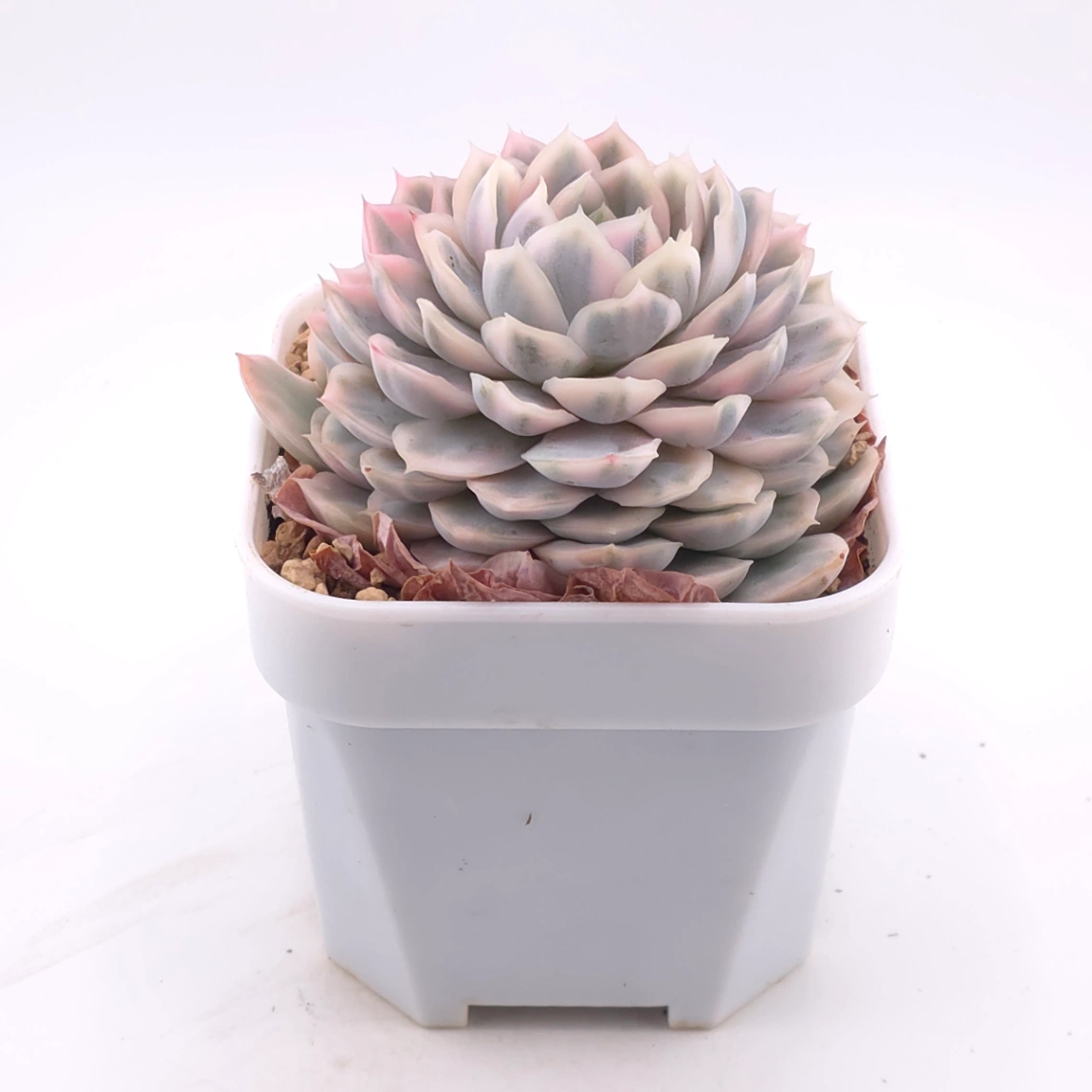 Echeveria ‘Mexican Snowball’ variegated | 墨西哥雪球錦 thumbnail 2