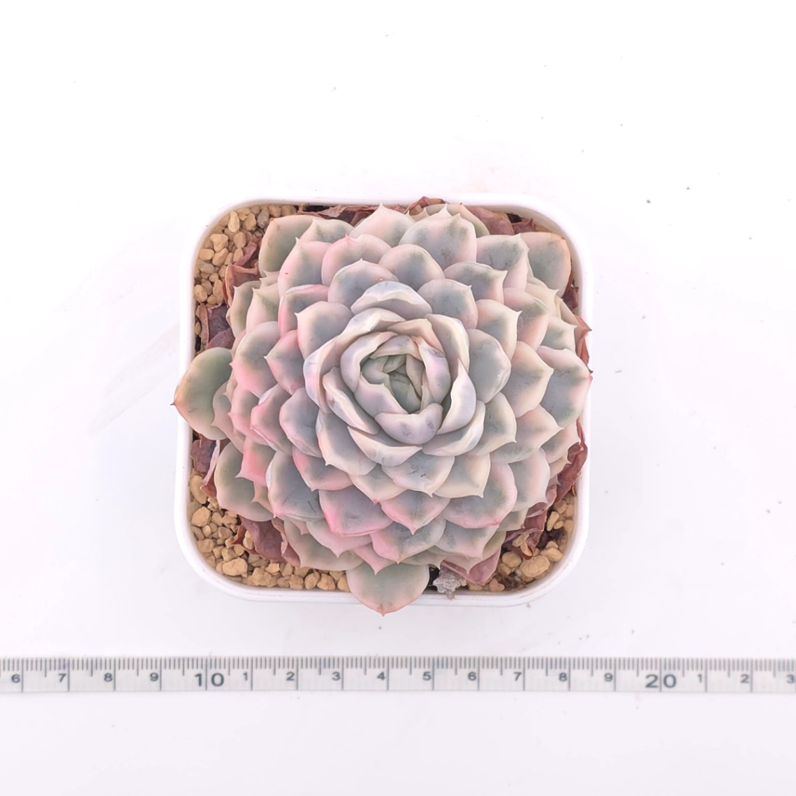 Echeveria ‘Mexican Snowball’ variegated | 墨西哥雪球錦 thumbnail 4