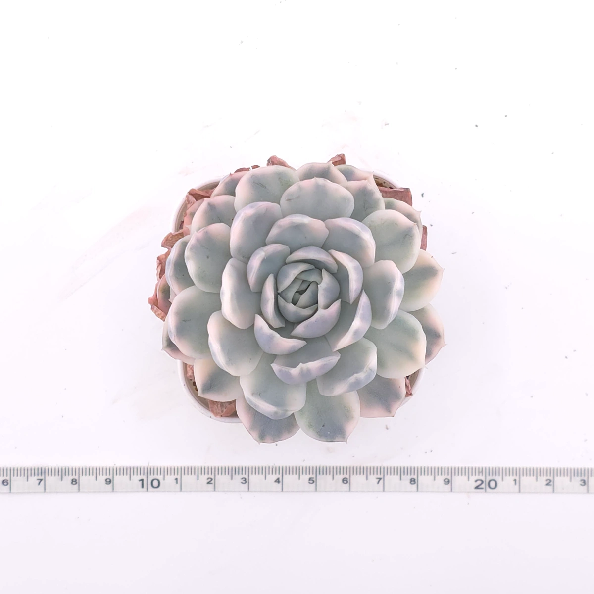 Echeveria ‘Mexican Snowball’ variegated | 墨西哥雪球錦 thumbnail 4