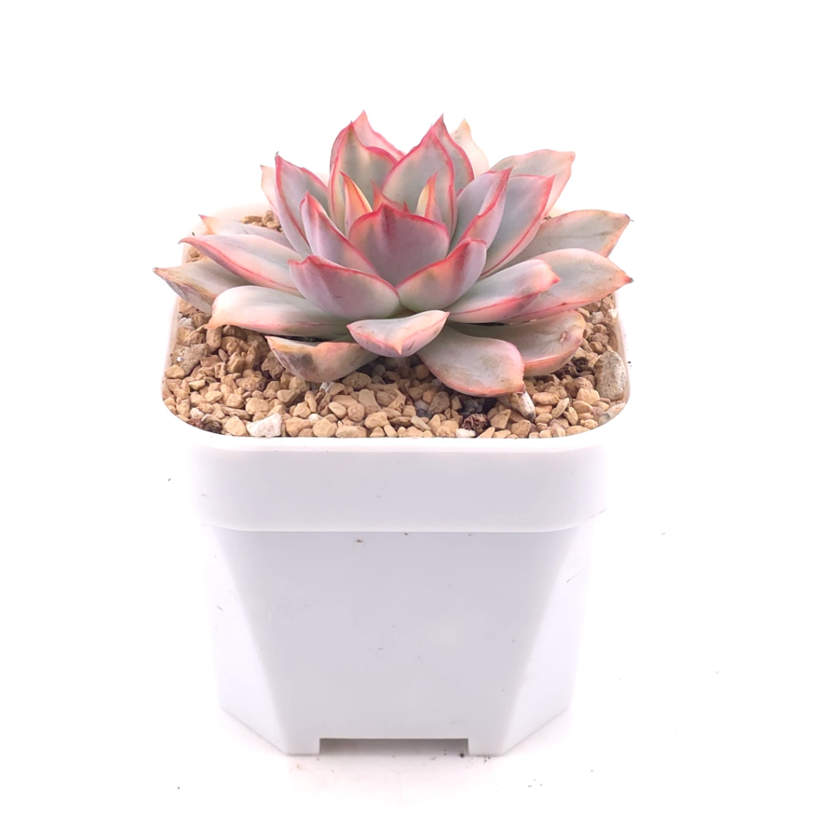 Echeveria ‘Moon Goddess’ Variegated | 月光女神錦 thumbnail 2