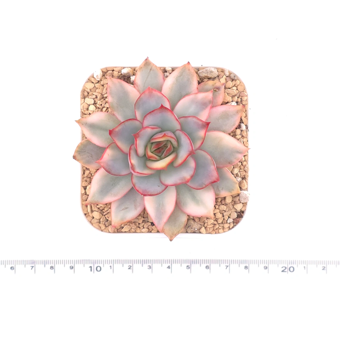 Echeveria ‘Moon Goddess’ Variegated | 月光女神錦 thumbnail 4