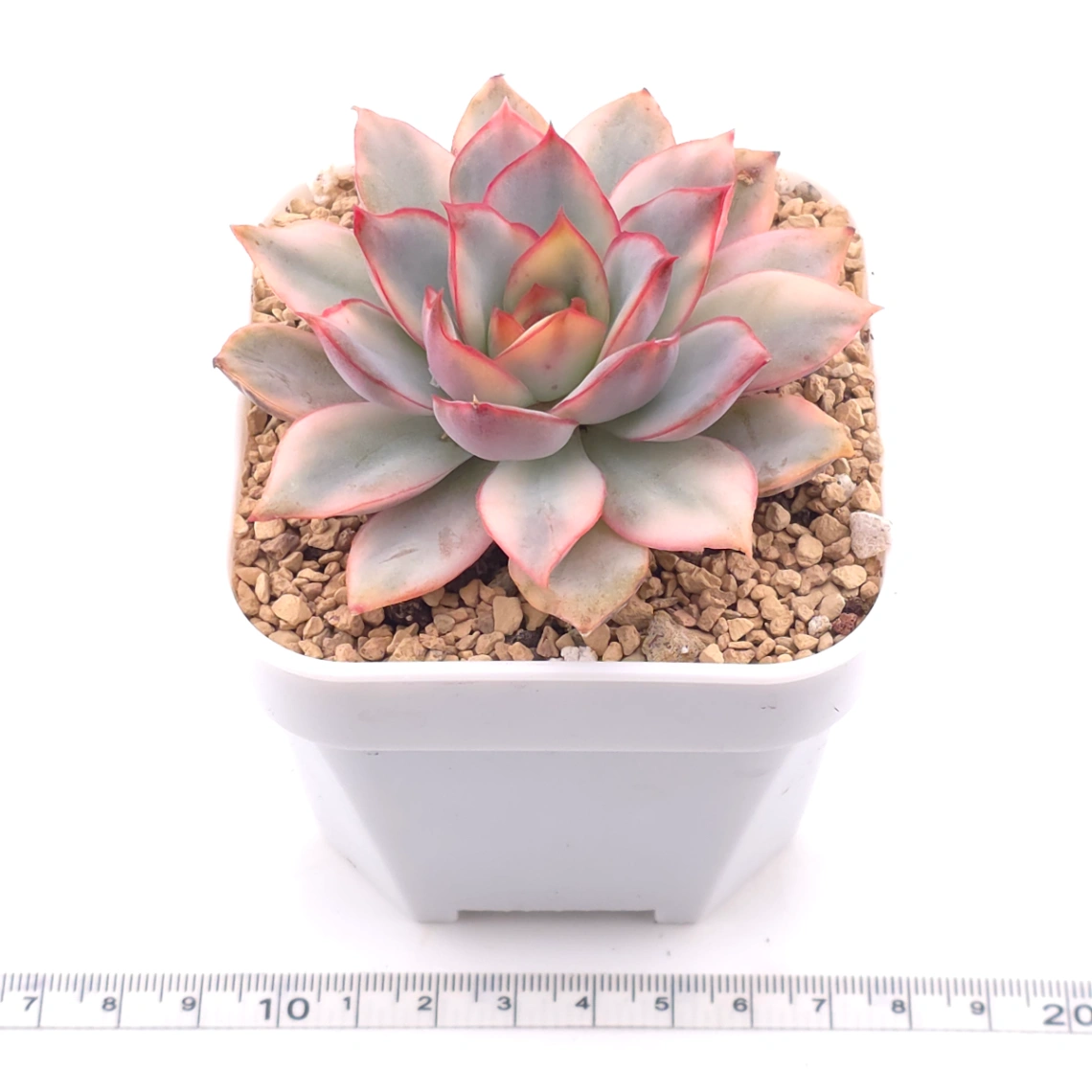 Echeveria ‘Moon Goddess’ Variegated | 月光女神錦 thumbnail 3