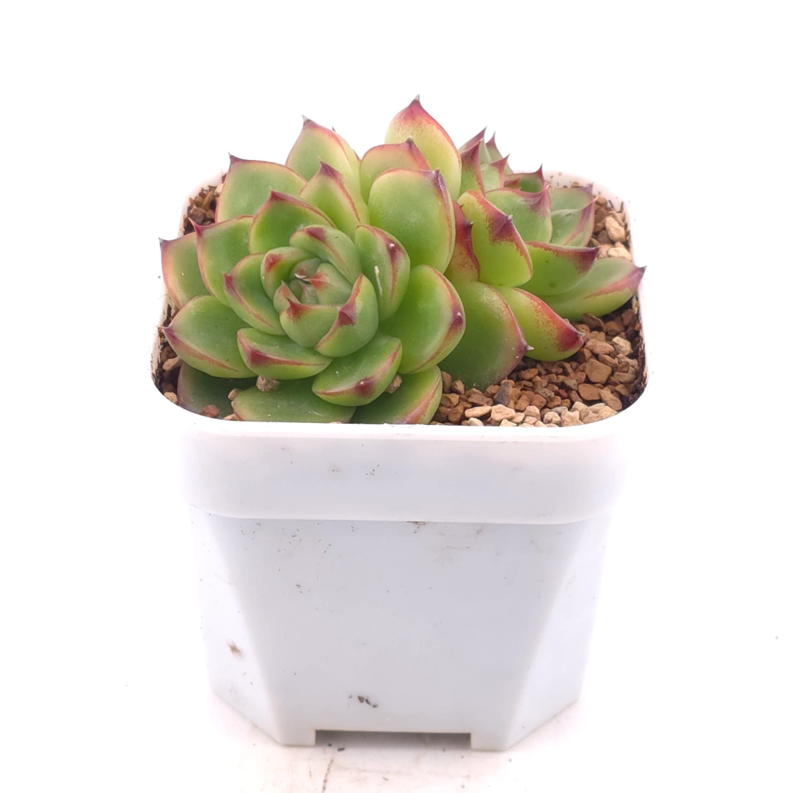 Echeveria ‘Moonstone’ | 月亮石 thumbnail 4