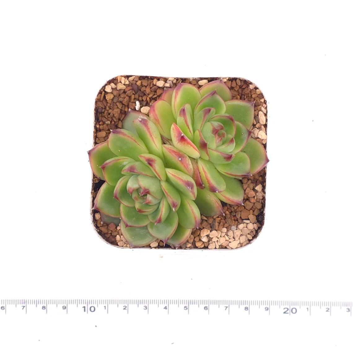 Echeveria ‘Moonstone’ | 月亮石 thumbnail 3