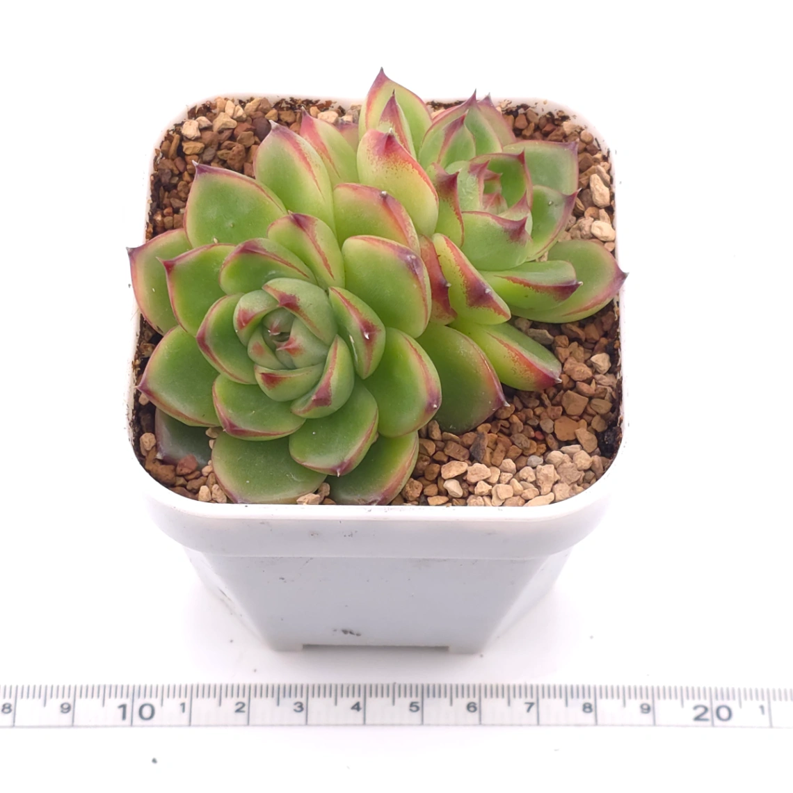 Echeveria ‘Moonstone’ | 月亮石 thumbnail 2