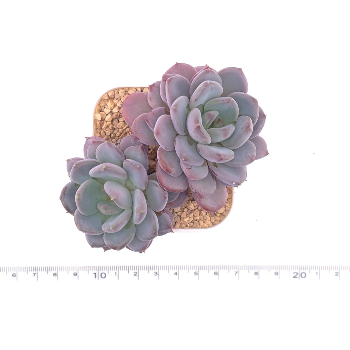 Echeveria ‘Mulan’ | 木蘭 thumbnail 4