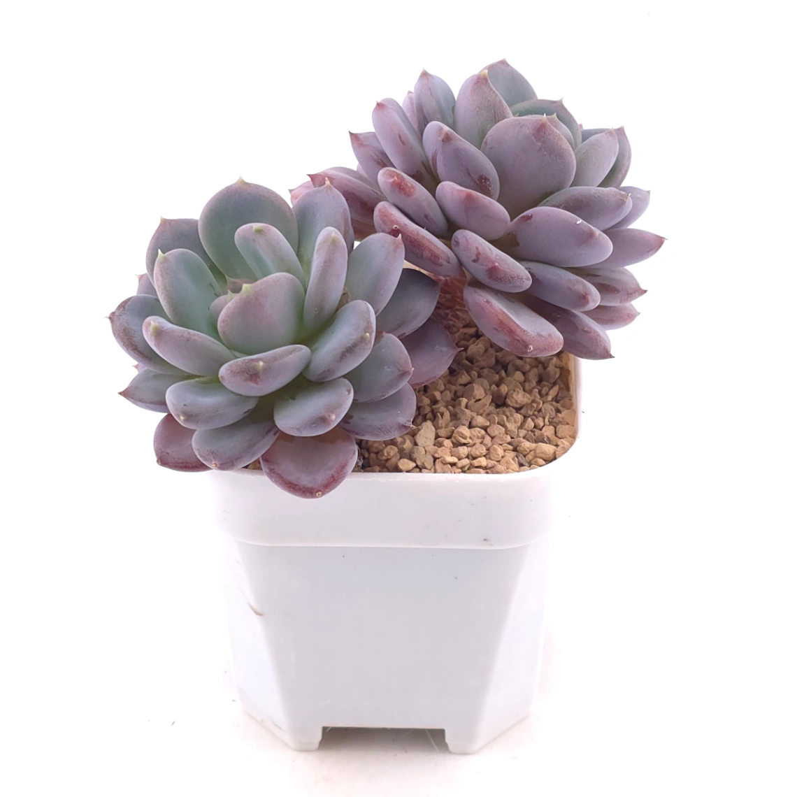 Echeveria ‘Mulan’ | 木蘭 thumbnail 2