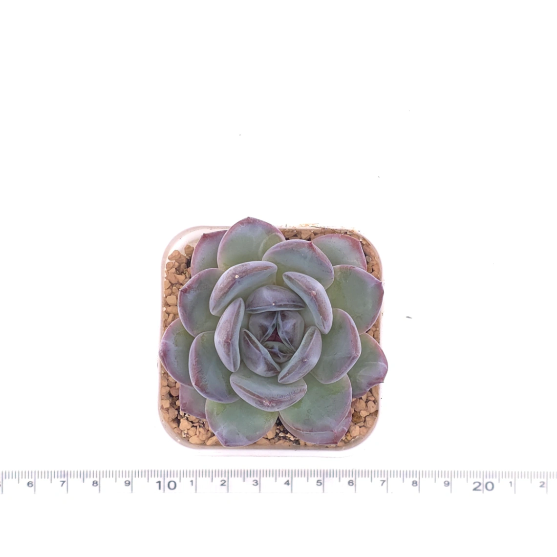 Echeveria ‘Mulan’ | 木蘭 thumbnail 4