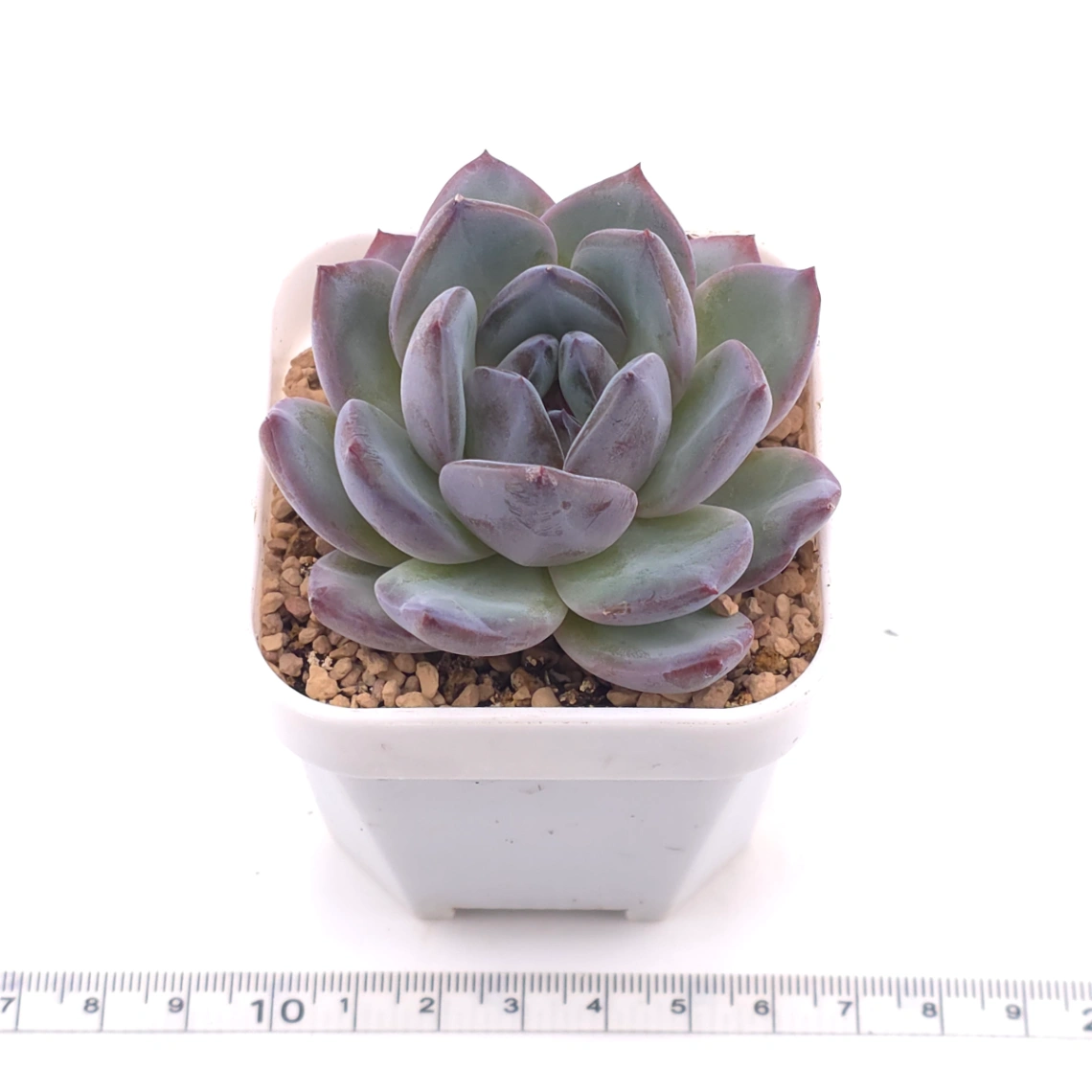 Echeveria ‘Mulan’ | 木蘭 thumbnail 3
