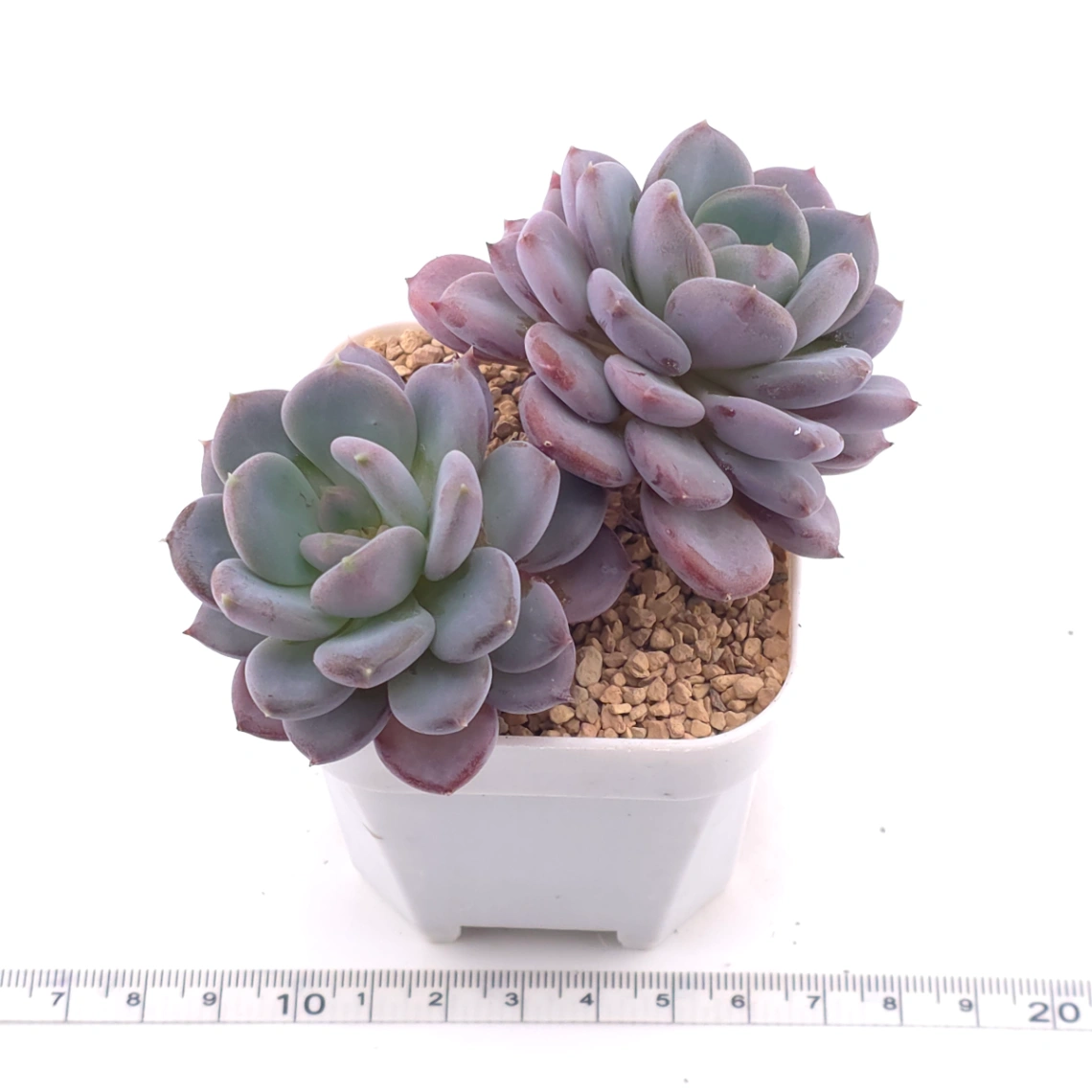 Echeveria ‘Mulan’ | 木蘭 thumbnail 3