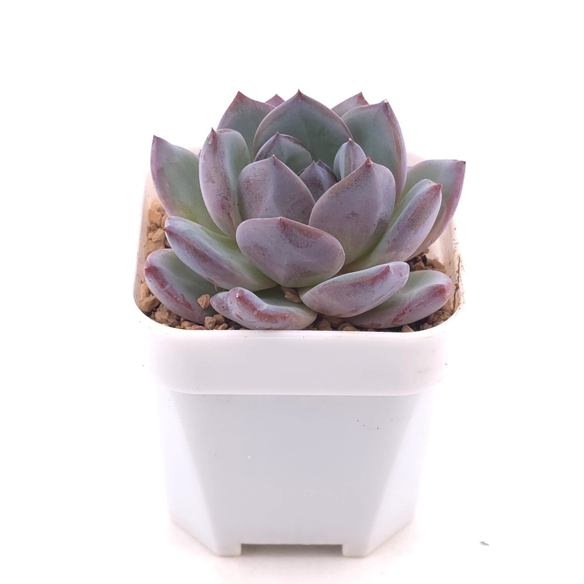 Echeveria ‘Mulan’ | 木蘭 thumbnail 2