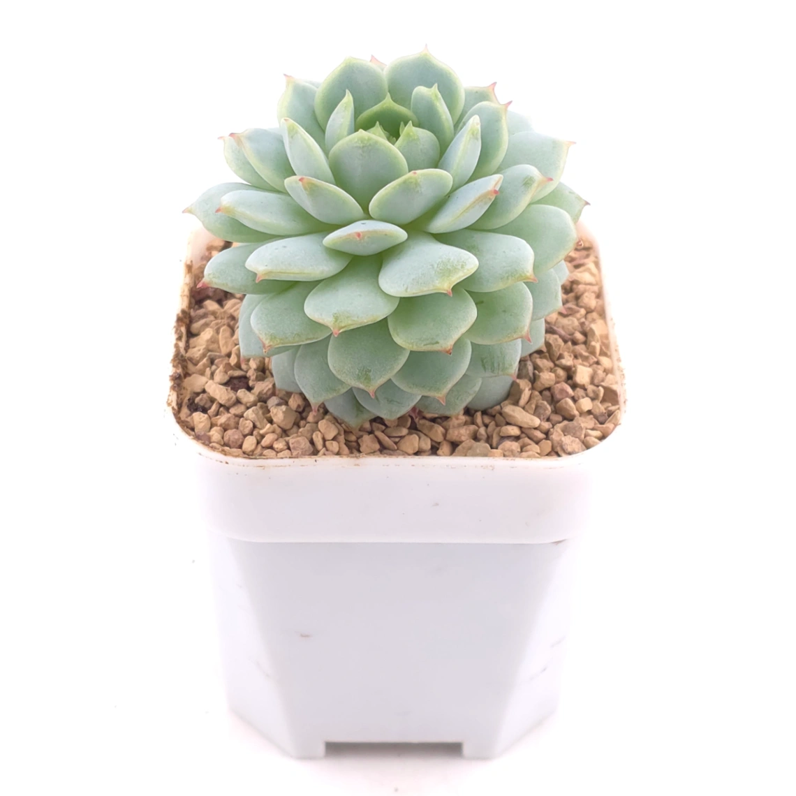 Echeveria ‘New Captain’ | 新船長 thumbnail 2