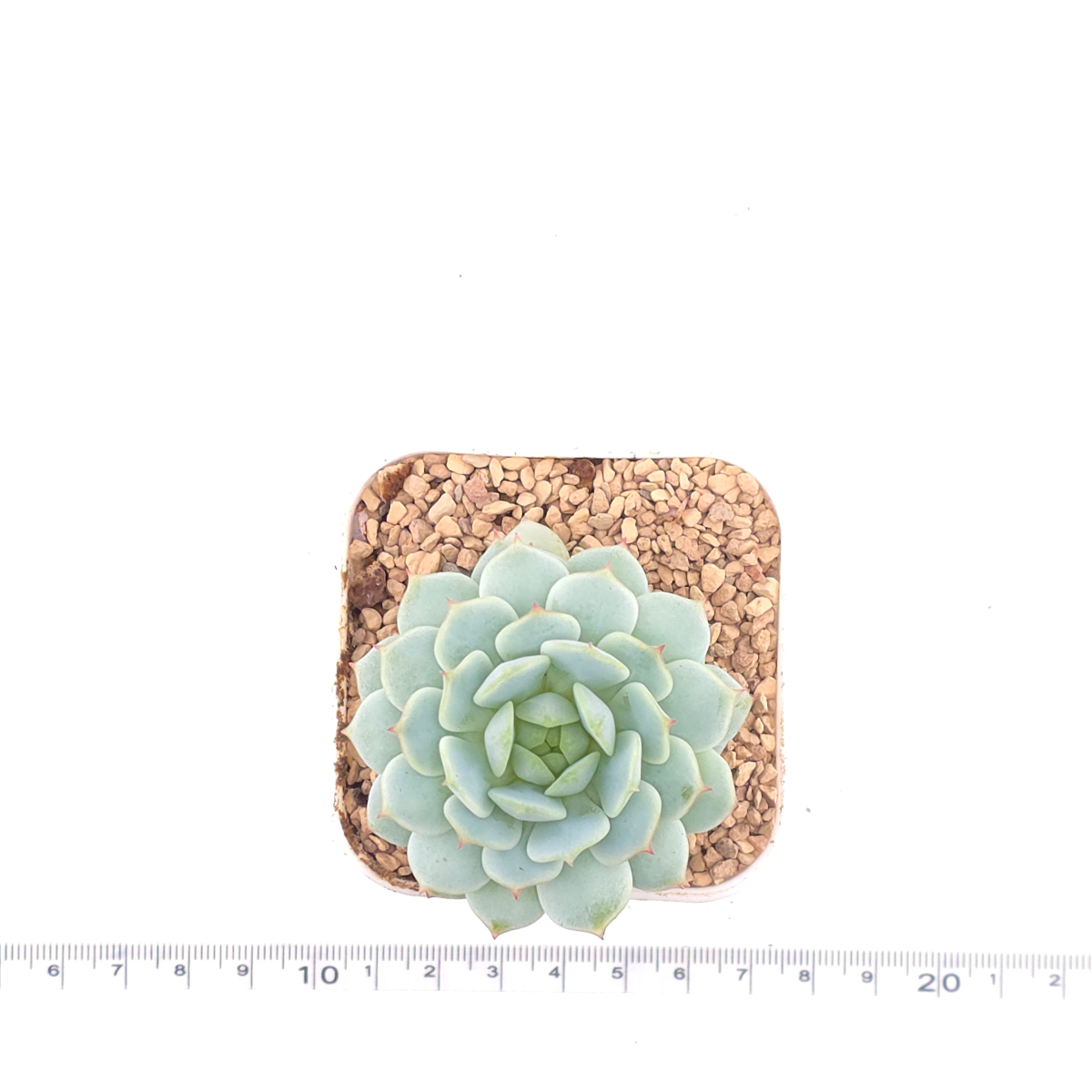 Echeveria ‘New Captain’ | 新船長 thumbnail 4
