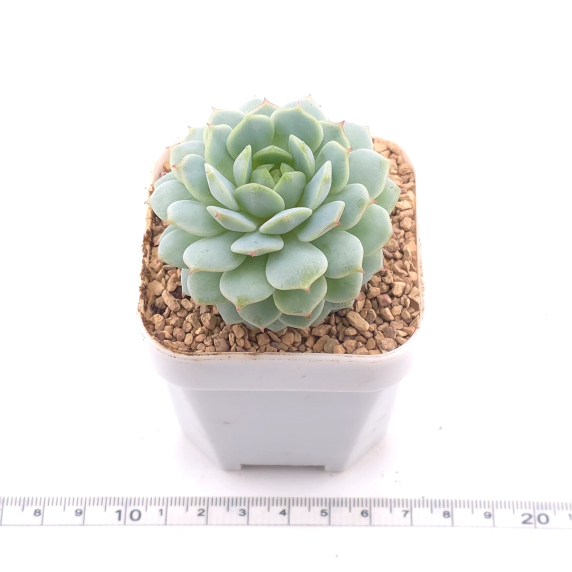 Echeveria ‘New Captain’ | 新船長 thumbnail 3