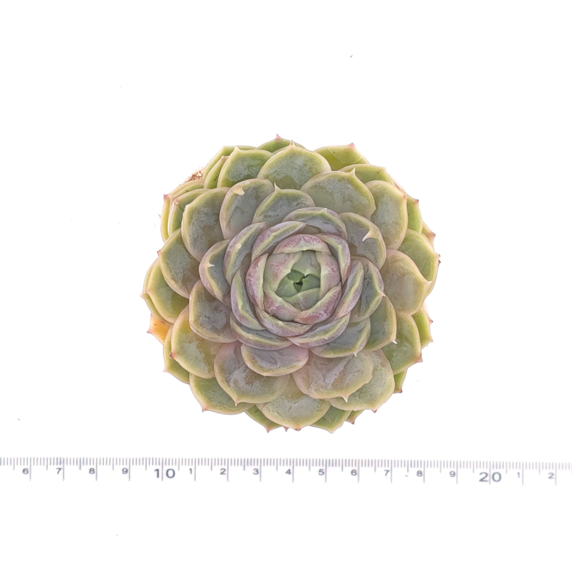 Echeveria ‘Onslow’ | 昂斯諾 thumbnail 4