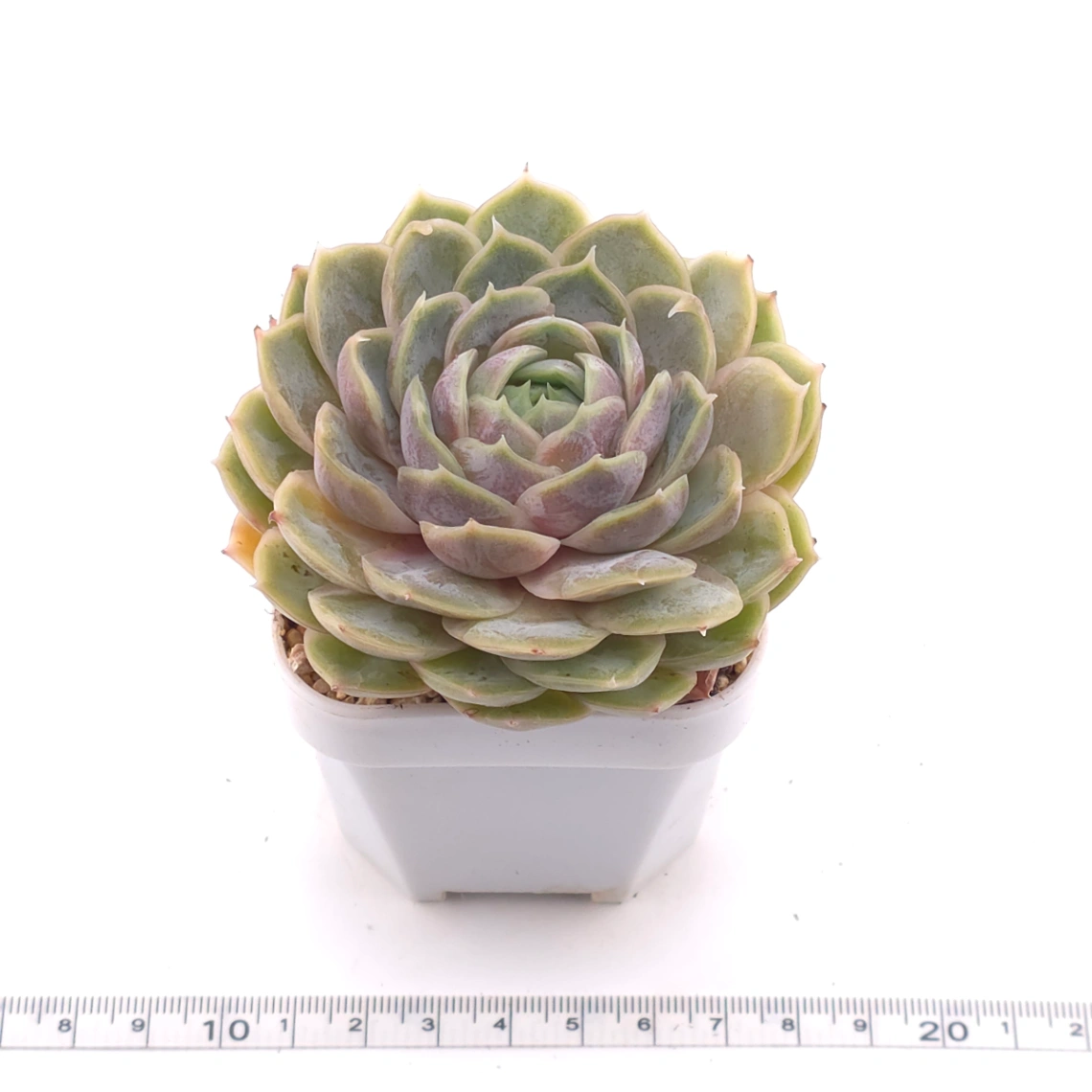 Echeveria ‘Onslow’ | 昂斯諾 thumbnail 3
