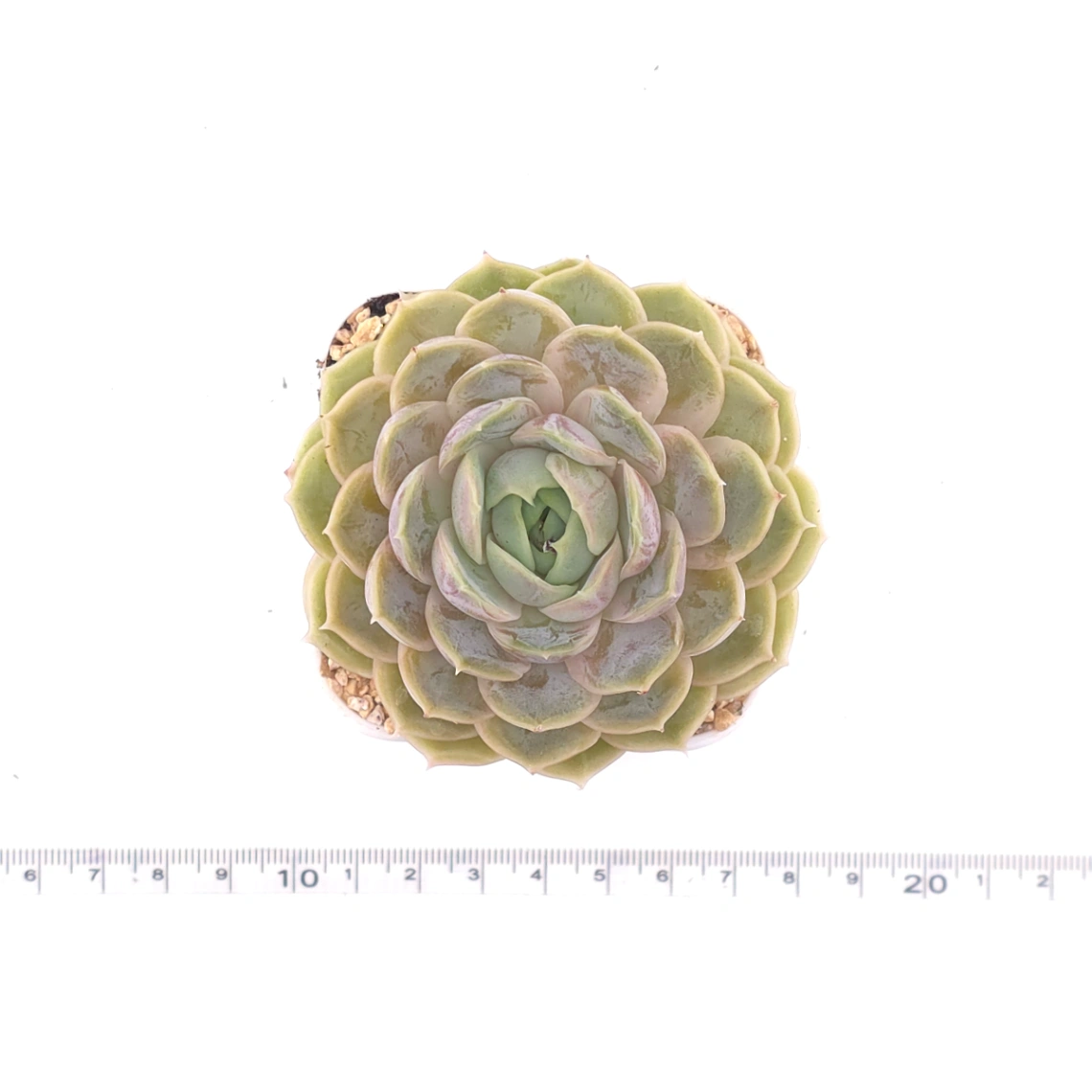 Echeveria ‘Onslow’ | 昂斯諾 thumbnail 4