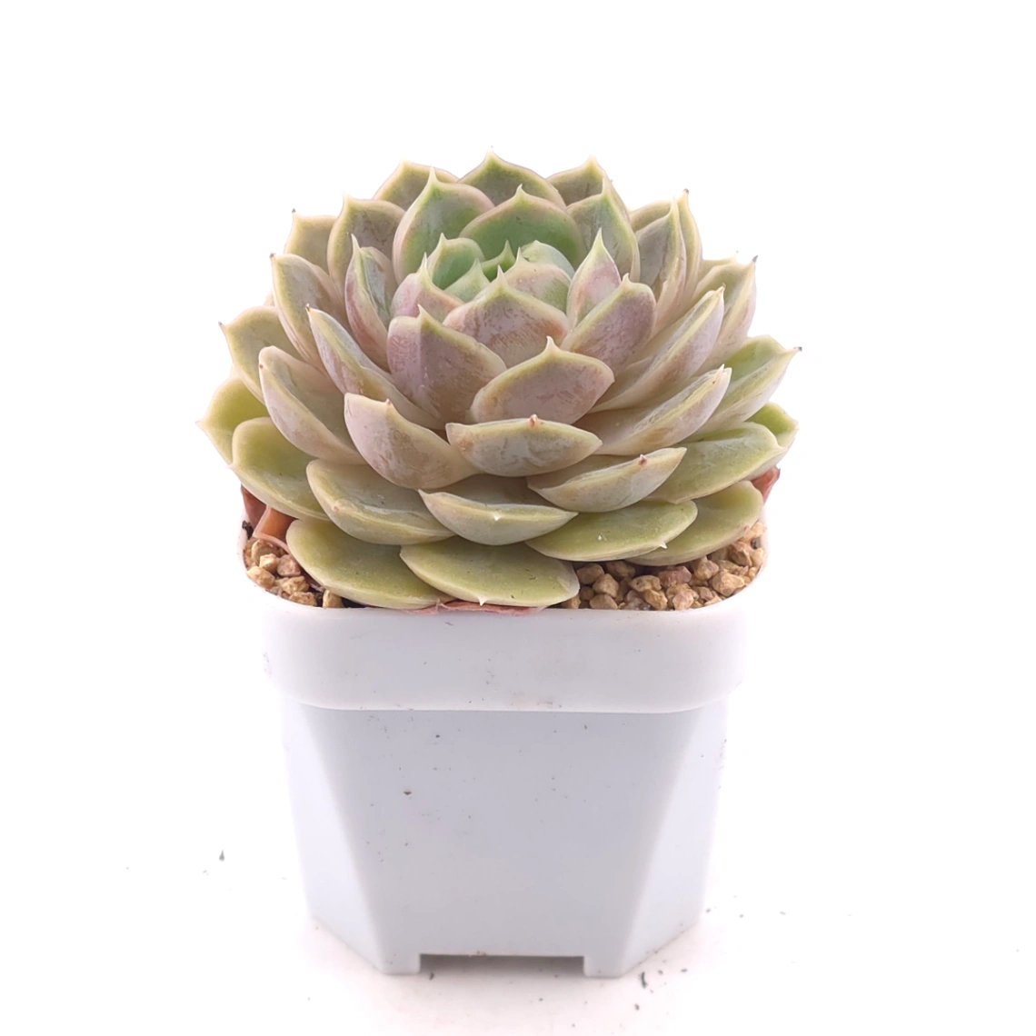 Echeveria ‘Onslow’ | 昂斯諾 thumbnail 2
