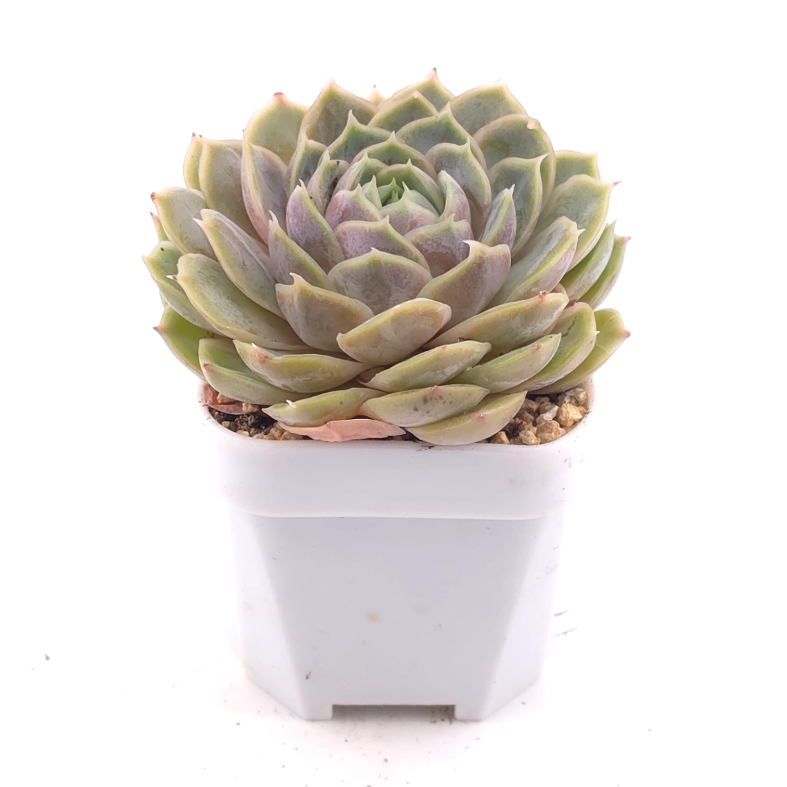 Echeveria ‘Onslow’ | 昂斯諾 thumbnail 2