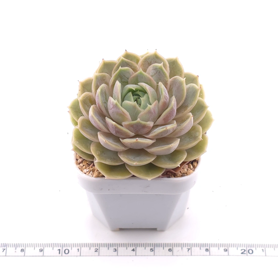 Echeveria ‘Onslow’ | 昂斯諾 thumbnail 3