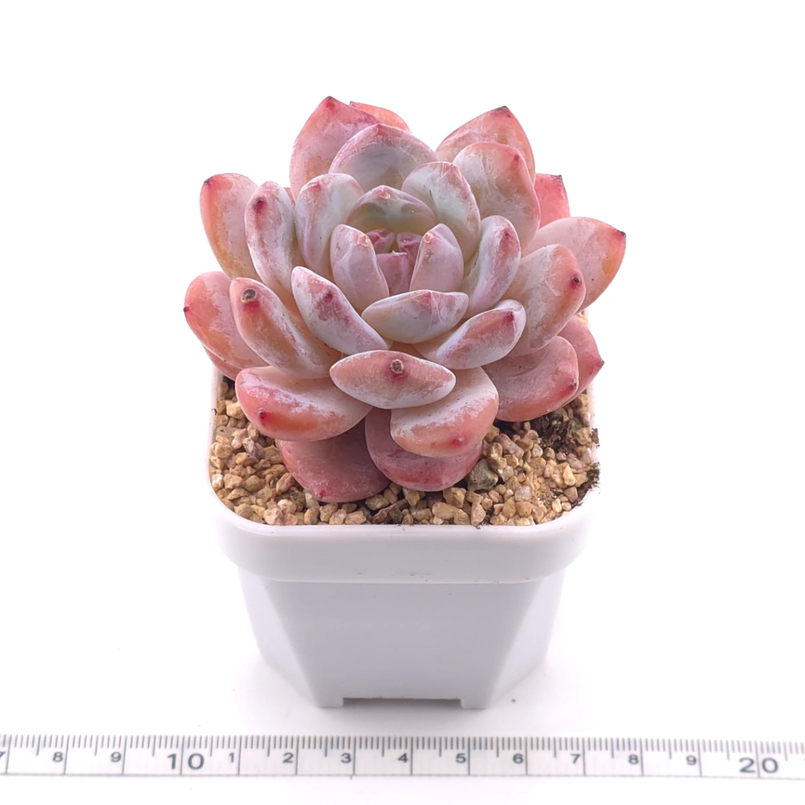 Echeveria ‘Orange Monroe’ | 橙夢露 thumbnail 3